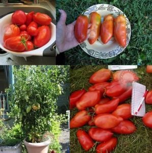 Polonya armut domates tohumu geleneksel polish paste tomato