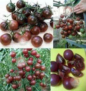 Siyah salkım domates tohumu geleneksel pure black cherry tomato