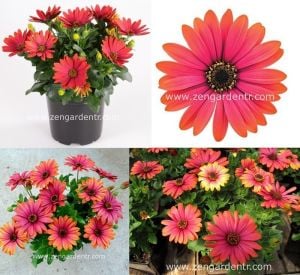 Ateş kırmızı bodrum papatyası fidesi ithal osteospermum special fire