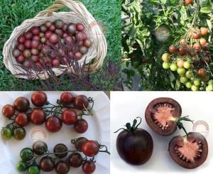 Siyah salkım domates tohumu geleneksel pure black cherry tomato