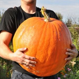 Big Max Dev balkabağı tohumu