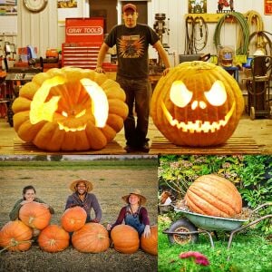 Big Max Dev balkabağı tohumu