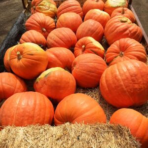 Big Max Dev balkabağı tohumu