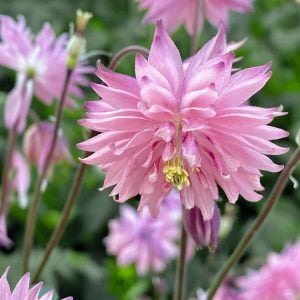 Rose barlow haseki küpesi çiçeği fidesi aquilegia