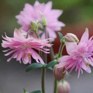 Rose barlow haseki küpesi çiçeği fidesi aquilegia
