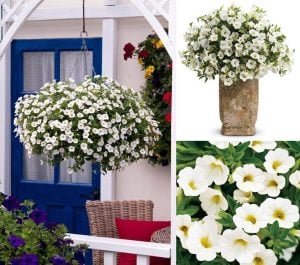 Sarkan beyaz calibrachoa çiçeği milyon çanlar çiçeği calita compact