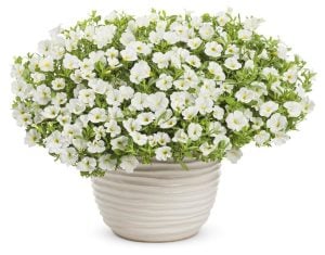 Sarkan beyaz calibrachoa çiçeği milyon çanlar çiçeği calita compact