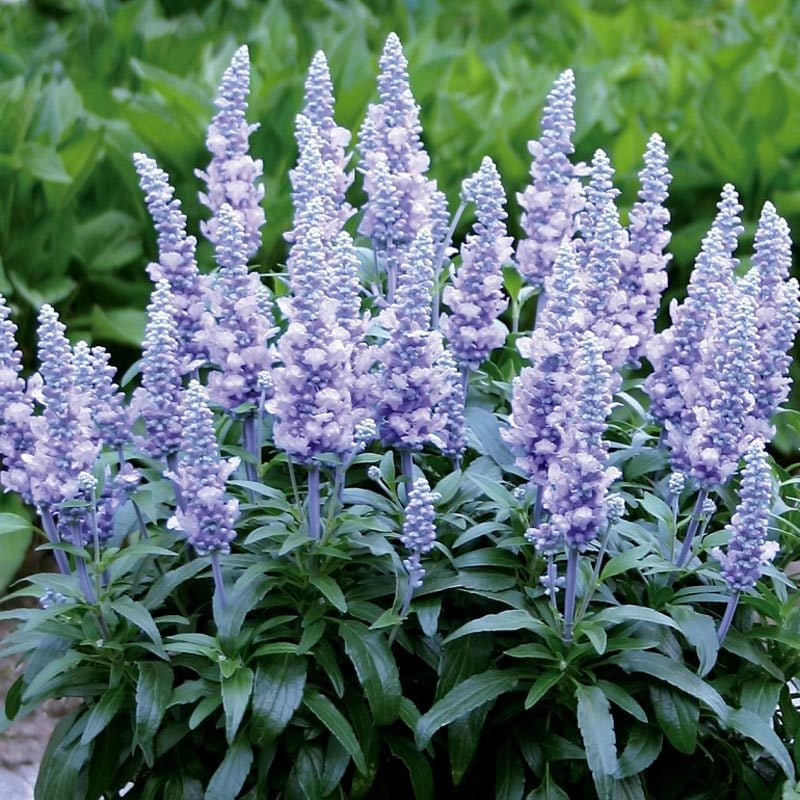 Lavanta çiçekli süs adaçayı fidesi Salvia farinacea Silver Blue