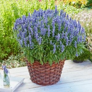 Lavanta çiçekli süs adaçayı fidesi Salvia farinacea Silver Blue