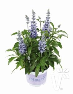 Lavanta çiçekli süs adaçayı fidesi Salvia farinacea Silver Blue