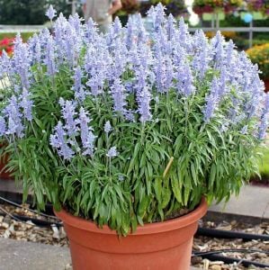 Lavanta çiçekli süs adaçayı fidesi Salvia farinacea Silver Blue