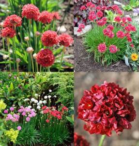 Armeria ballerina kırmızı çiçekli