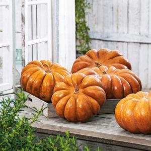 Musquee de provence Fransız balkabağı tohumu