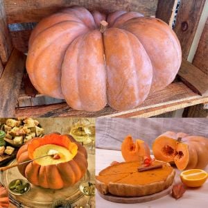 Musquee de provence Fransız balkabağı tohumu