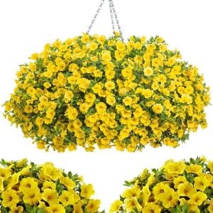 Sarkan sarı calibrachoa çiçeği milyon çanlar çiçeği calita compact