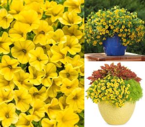 Sarkan sarı calibrachoa çiçeği milyon çanlar çiçeği calita compact
