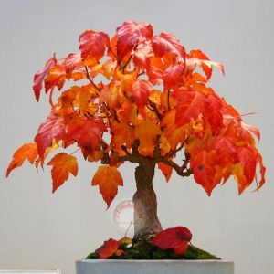 Acer ginnala akçaağaç tohumu amur maple