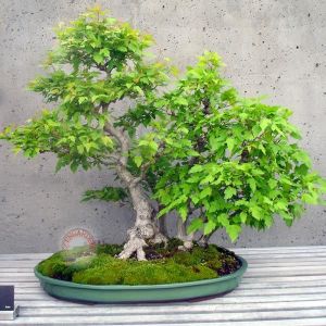 Acer ginnala akçaağaç tohumu amur maple