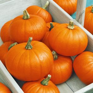 Spookie balkabağı tohumu