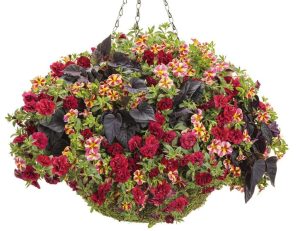 Katlı kırmızı calibrachoa fidesi sarkan calita hibrit