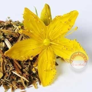 Sarı kantaron tohumu hypericum perforatum johanniskraut