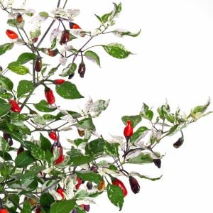 Mor Kaplan acı biberi tohumu purple tiger hot pepper