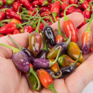 Mor Kaplan acı biberi tohumu purple tiger hot pepper
