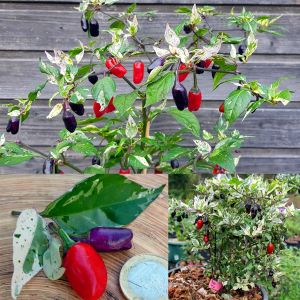 Mor Kaplan acı biberi tohumu purple tiger hot pepper