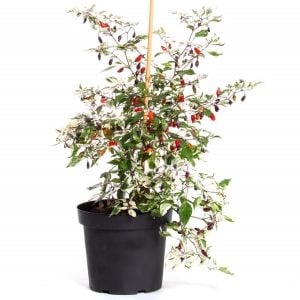Mor Kaplan acı biberi tohumu purple tiger hot pepper