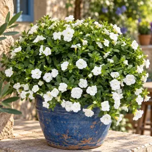 Katlı beyaz calibrachoa fidesi sarkan calita hibrit