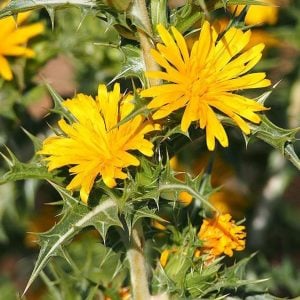 Şevketi bostan tohumu Scolymus hispanicus L. 2 gram ort. 400-500 adet