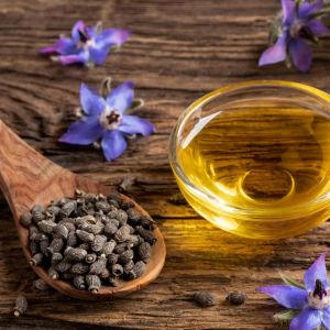 Hodan otu tohumu borage borago officinalis