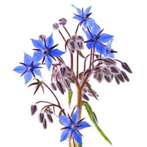 Hodan otu tohumu borage borago officinalis