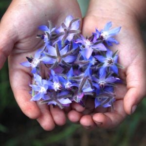 Hodan otu tohumu borage borago officinalis