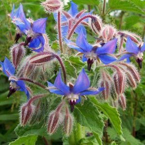 Hodan otu tohumu borage borago officinalis