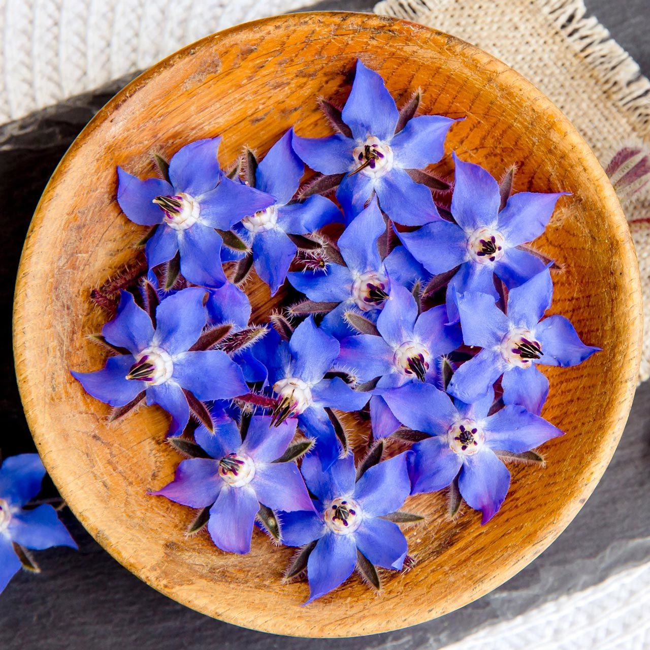Hodan otu tohumu borage borago officinalis
