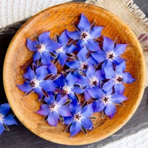 Hodan otu tohumu borage borago officinalis