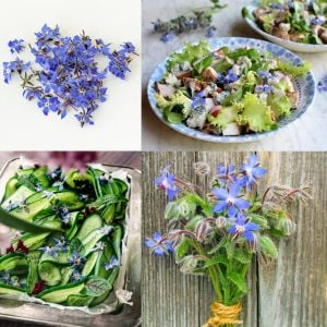 Hodan otu tohumu borage borago officinalis