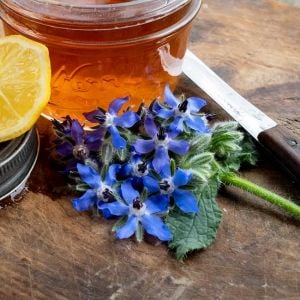 Hodan otu tohumu borage borago officinalis