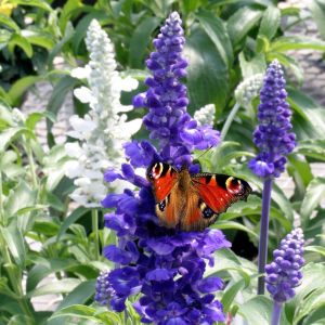Lavanta çiçekli süs adaçayı fidesi Salvia farinacea Blue