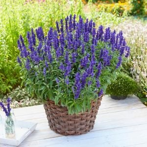 Lavanta çiçekli süs adaçayı fidesi Salvia farinacea Blue