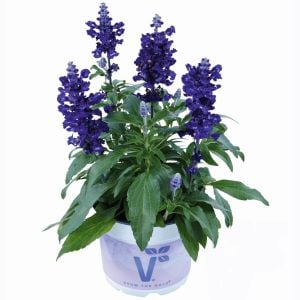 Lavanta çiçekli süs adaçayı fidesi Salvia farinacea Blue