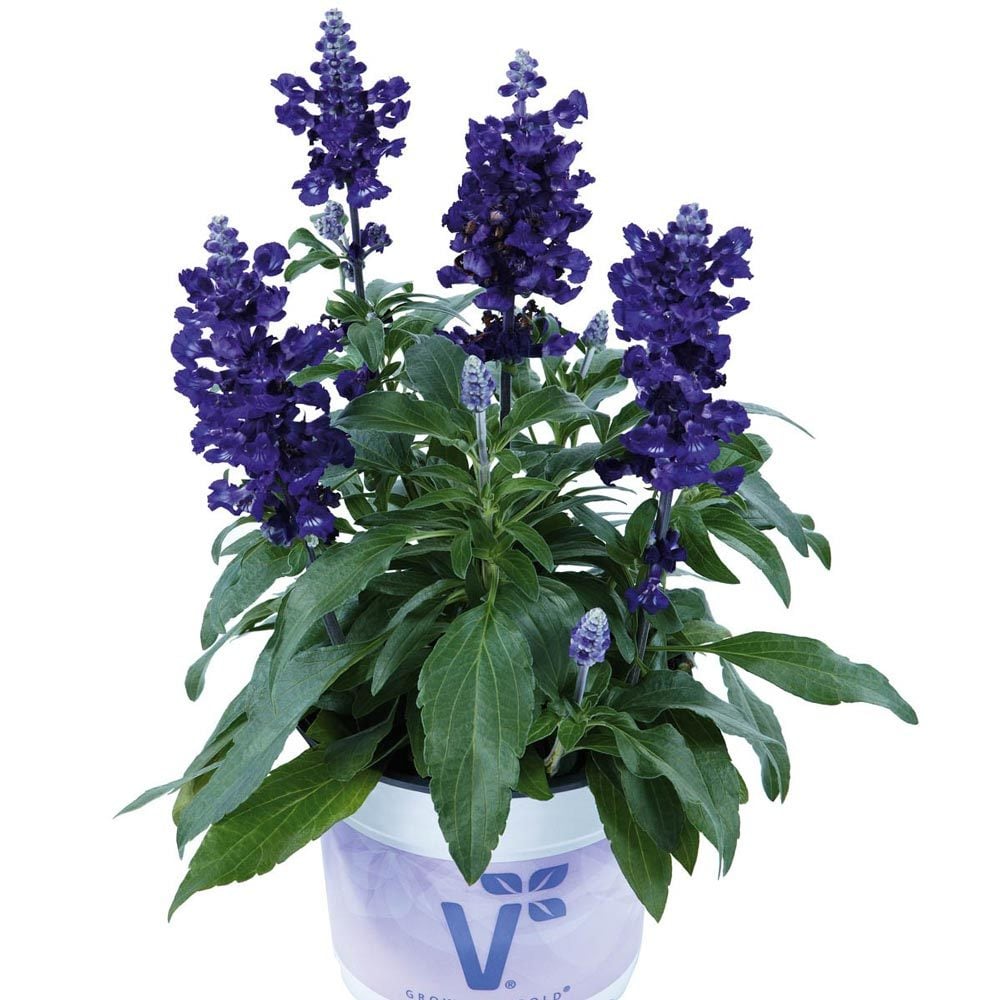 Lavanta çiçekli süs adaçayı fidesi Salvia farinacea Blue