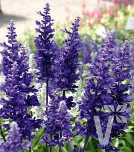 Lavanta çiçekli süs adaçayı fidesi Salvia farinacea Blue