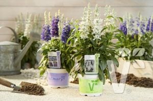 Lavanta çiçekli süs adaçayı fidesi Salvia farinacea Blue