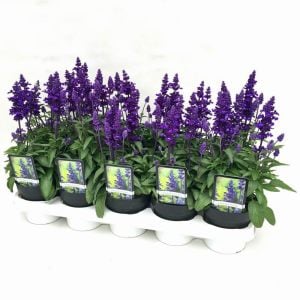 Lavanta çiçekli süs adaçayı fidesi Salvia farinacea Blue