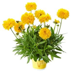 Sarı coreopsis fidesi katmerli solena serisi saksıda
