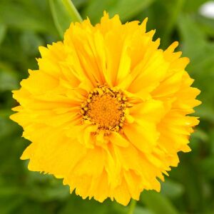 Sarı coreopsis fidesi katmerli solena serisi saksıda