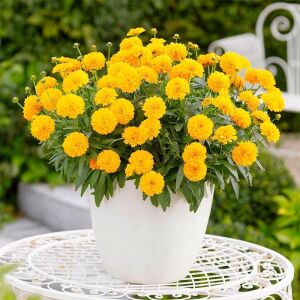 Sarı coreopsis fidesi katmerli solena serisi saksıda