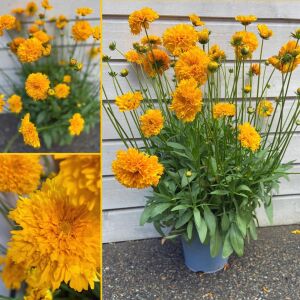 Sarı coreopsis fidesi katmerli solena serisi saksıda